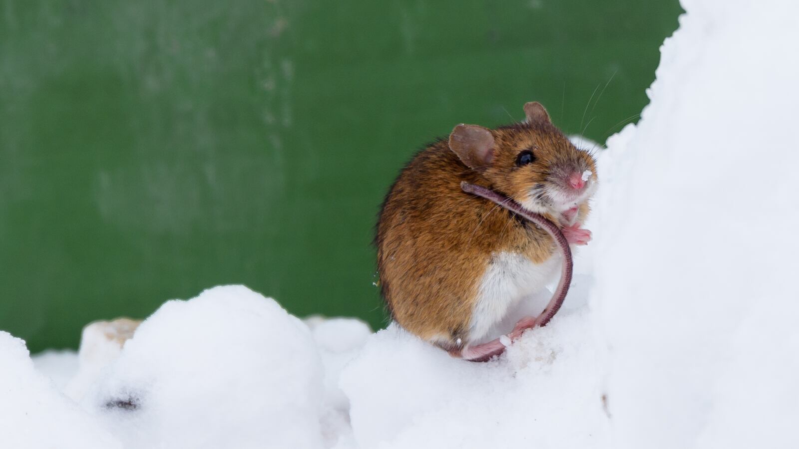 GettyImages-886226732_q4dhe2