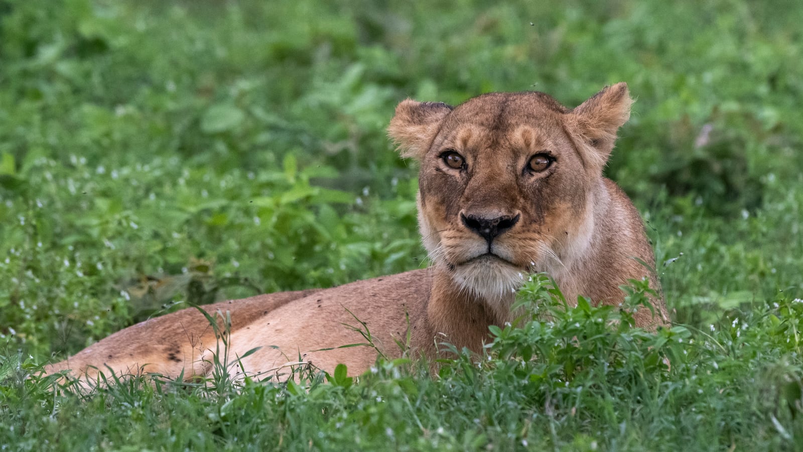 A lioness sitting in the grass in the Ngorongoro Conservation Area, Serengeti, Tanzania, in 2020.