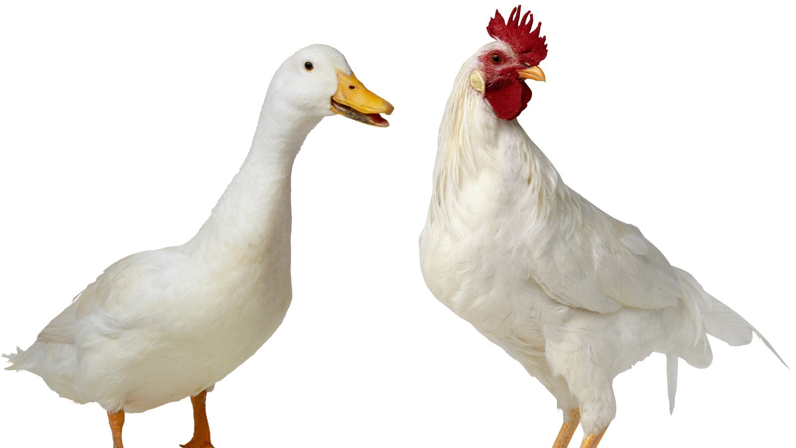 cheats/2013/03/21/chicken-has-duck-for-a-father/130320-chicken-duck-dna-cheat_ydqvm4