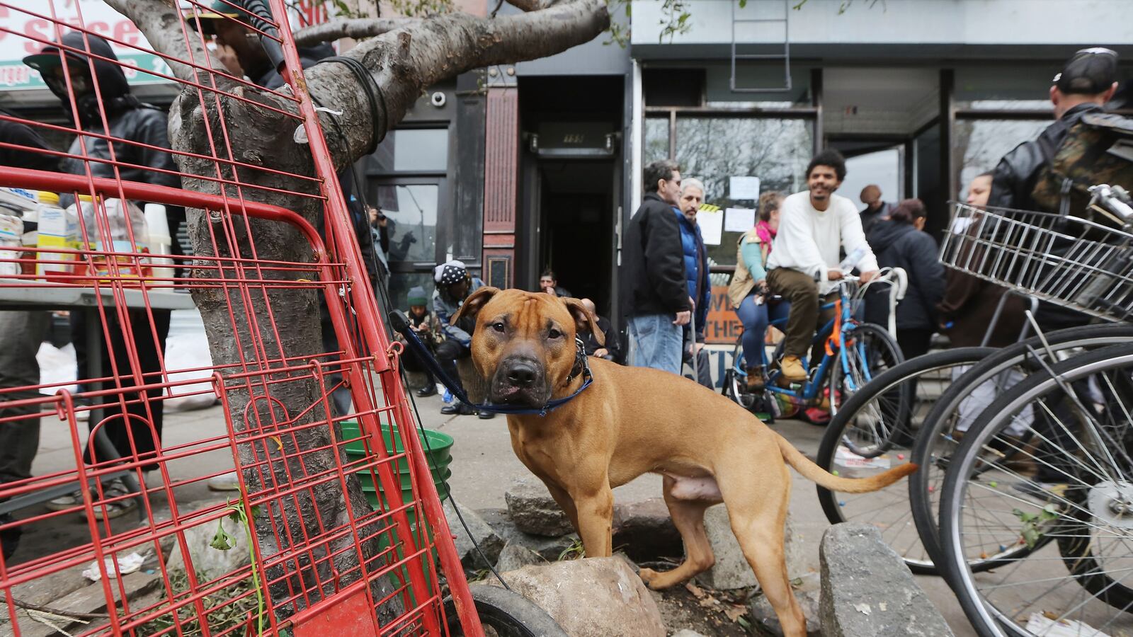 articles/2012/11/07/how-pets-survived-hurricane-sandy/animals-displaced-by-sandy-ellison-tease_ygxojz