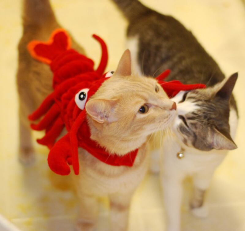 galleries/2011/10/25/cats-in-halloween-costumes-photos/cats-in-costume---lobster_y5nxwr