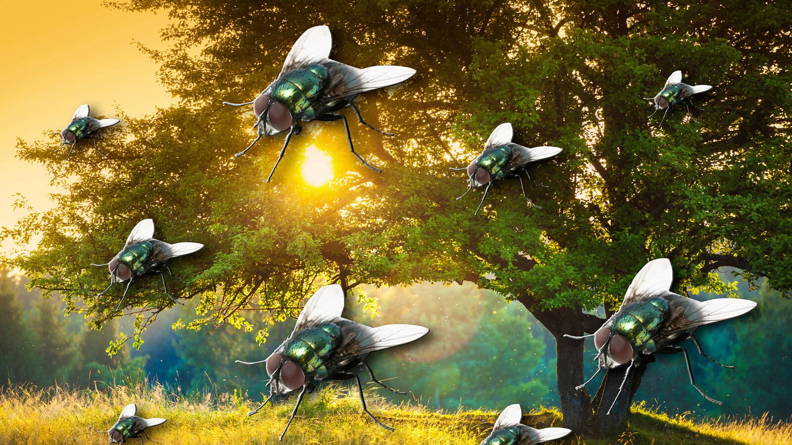 articles/2015/08/20/the-best-book-you-ll-ever-read-on-catching-flies/150819-canfield-flies-tease_mgpygr