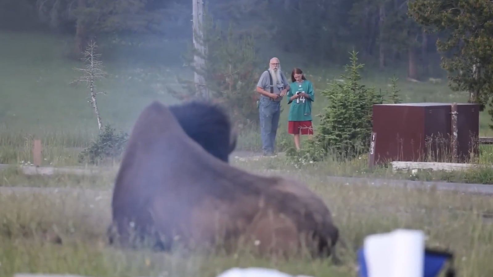 A bison takes a dust bath as tourists look on from what is considered a safe distance.