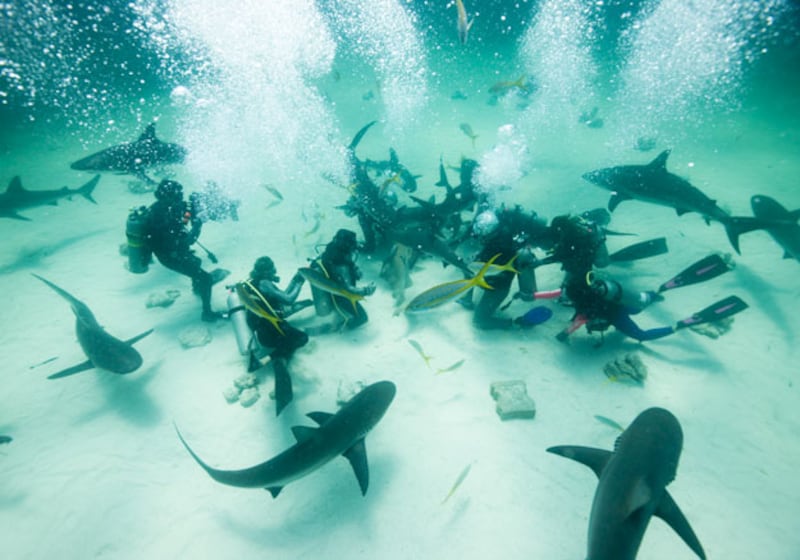 galleries/2010/06/29/shark-week/shark-week---14_k0pnxh