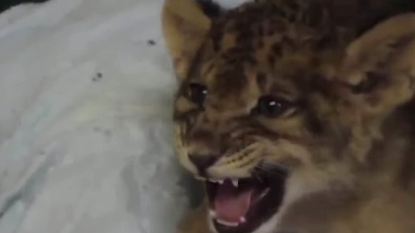 articles/2014/05/09/viral-video-of-the-day-animals-sing-for-you/140509-viralvid-animalsong-tease1_qh8qym