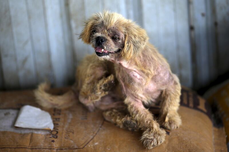 galleries/2015/07/09/dog-s-best-friend-meet-the-woman-saving-pups-from-slaughter/140709-dog-meat-activist-2_kae6sl