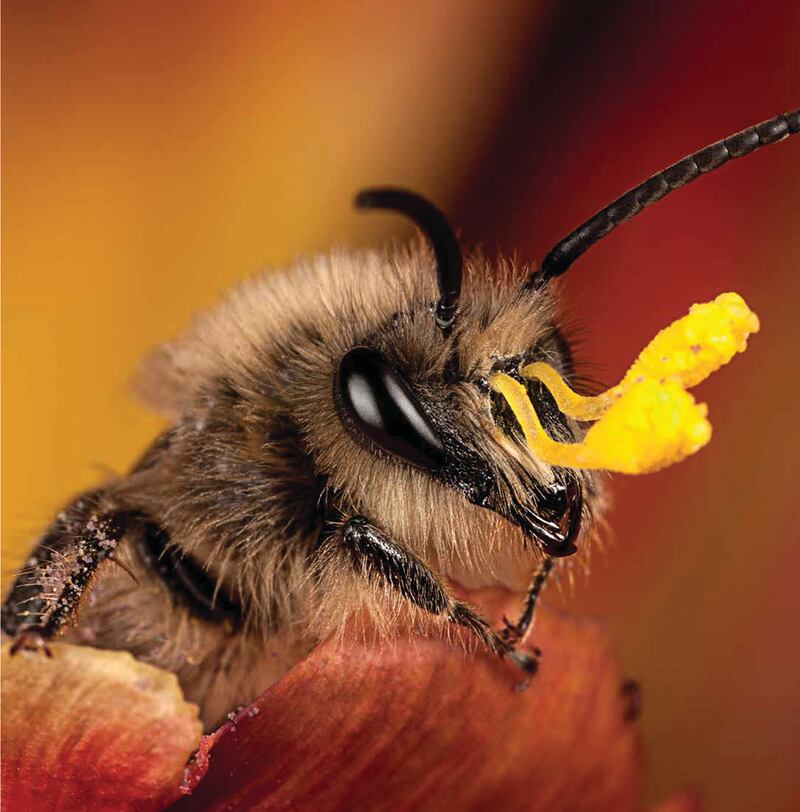 galleries/2015/10/25/scenes-from-nature-s-cruelest-puberty-rupert-soskin-s-metamorphosis/151006-metamorphosis-05_srmdug