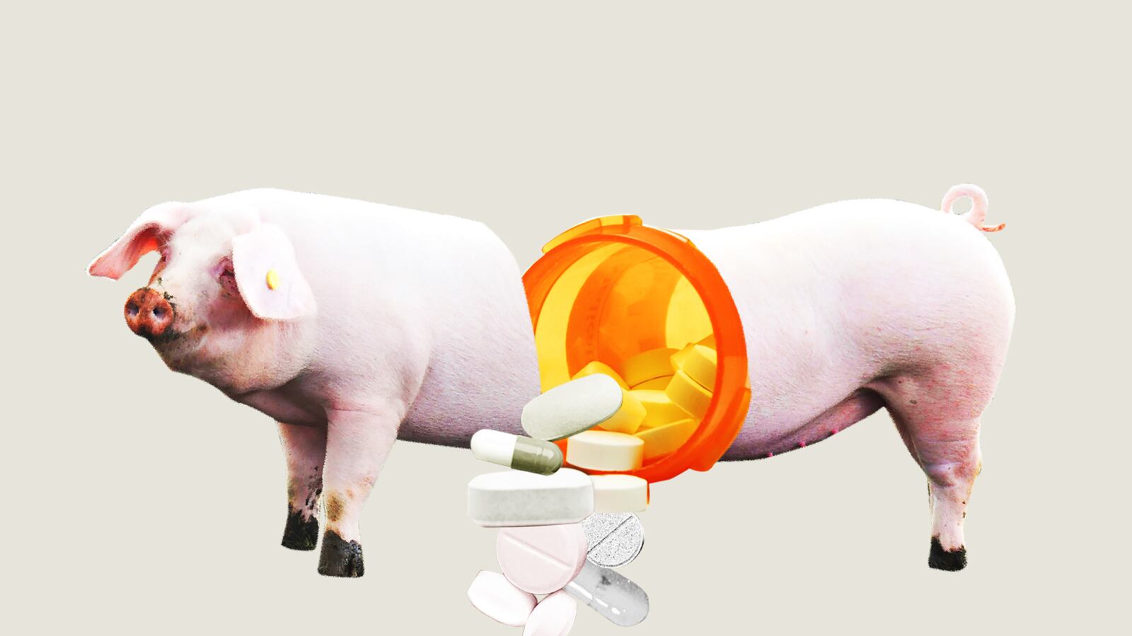 articles/2013/12/12/is-your-bacon-on-drugs/131211-antibiotics_farmanimals_zynzzp