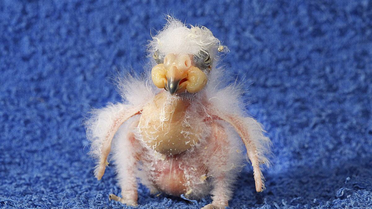 cheats/2012/04/17/baby-parrot-rejected-by-parents/nelson-the-freak-parrot-cs_fwautd