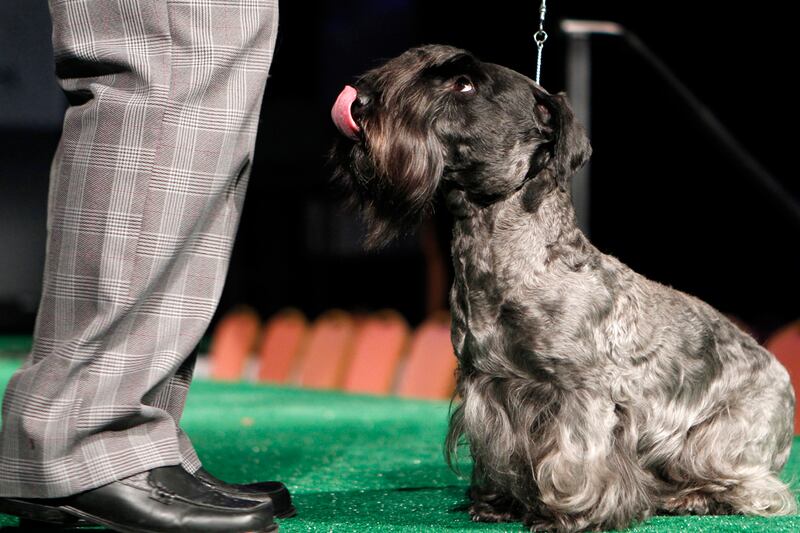 galleries/2012/02/14/best-westminster-dog-show-photos/best-westminster-dog-show-photos-14_r8htfk
