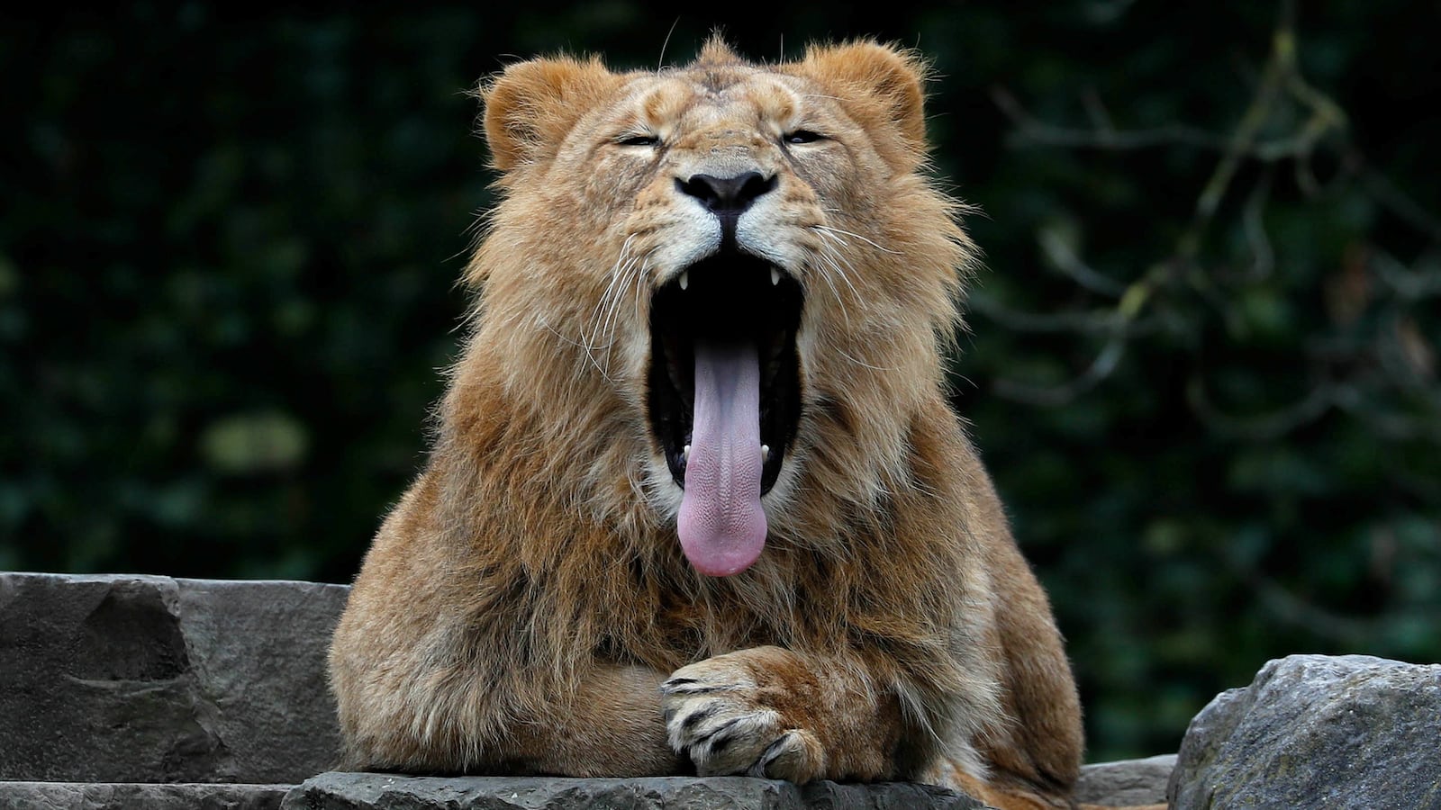 lion_rlhvdx