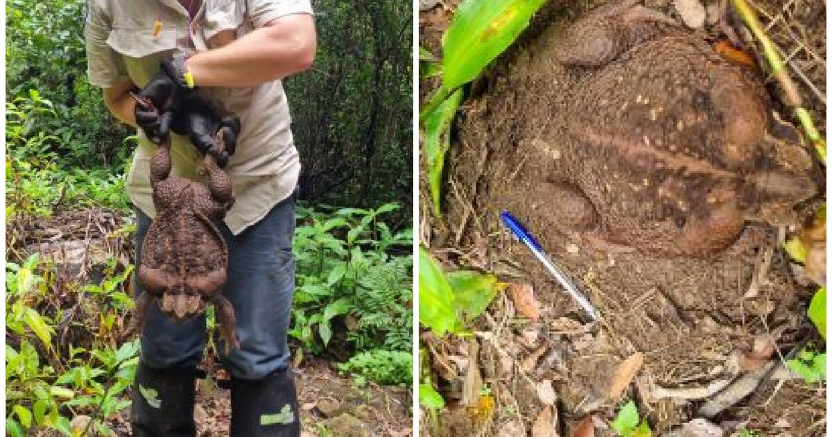 Park Rangers in Australia Find 6-Pound Monster Cane Toad and Kill It