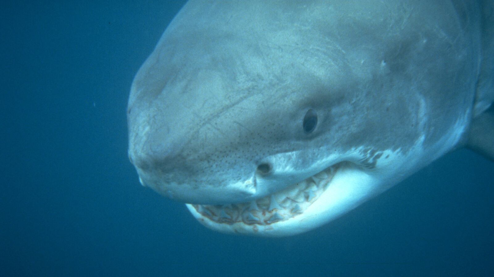 articles/2013/08/20/discovery-s-sneak-attack/130820-discovery-oconnor-tease_lhmdop