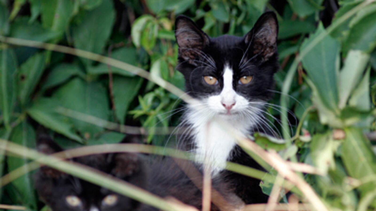 articles/2011/03/21/the-war-on-cats-jonathan-franzen-and-bird-lovers-fight-back/crair-catlash_168195_zarmcx