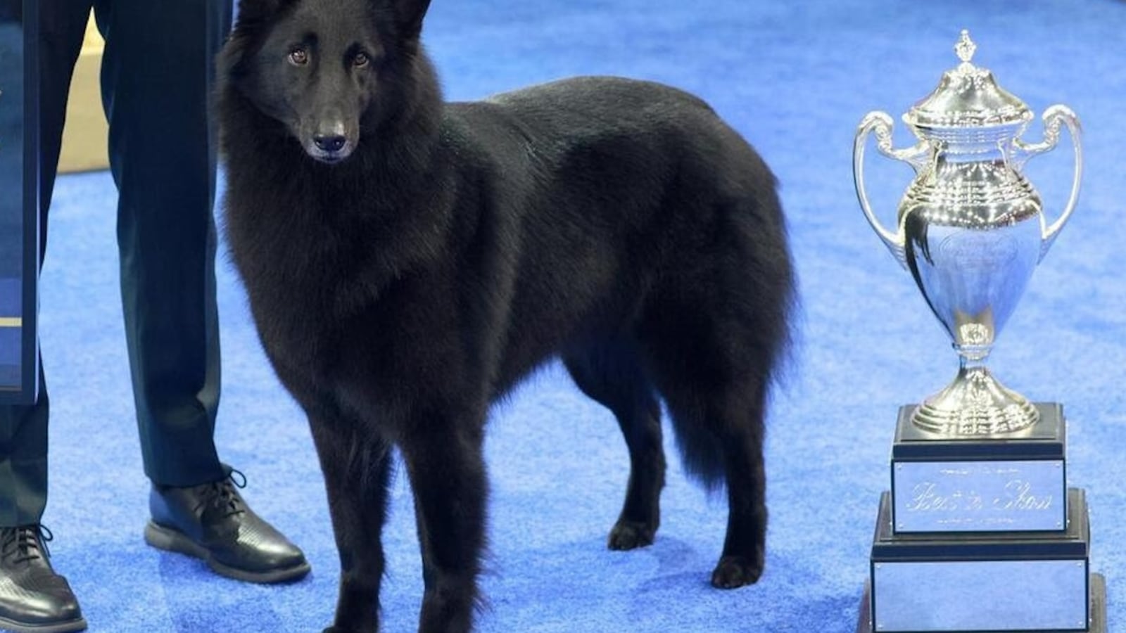 Soleil the Belgian Sheepdog wins the 2025 National Dog Show.