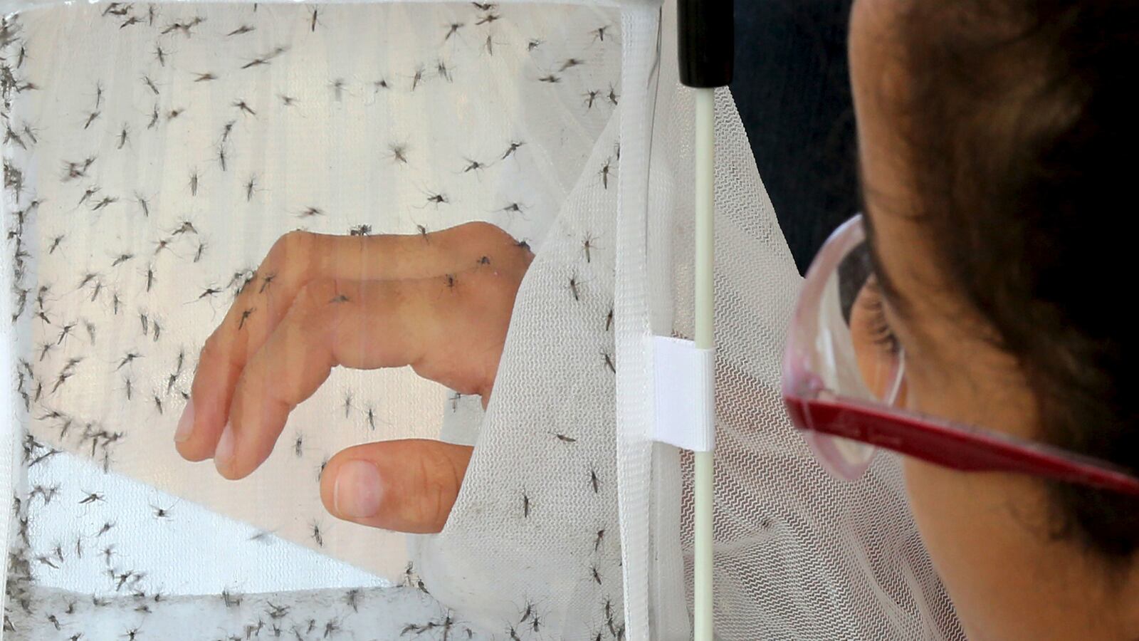 cheats/2016/02/08/hawaii-mayor-declares-dengue-emergency/160209-hawaii-dengue-emergency-cheat_lxggb9