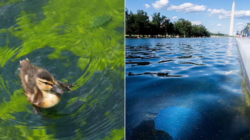 Signs of the Lincoln Memorial Reflecting Pool's ongoing woes are visible as algae blooms and peeling blue paint chips mar the water.