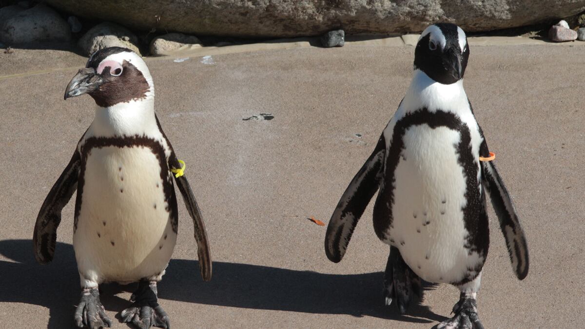 cheats/2011/11/11/canada-s-gay-penguins-to-be-reunited/gay-penguins-to-reunite-cheat_gm3hd0