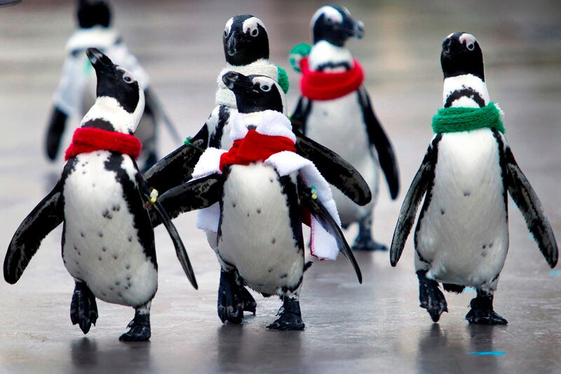 galleries/2011/10/24/best-dressed-penguins/best-dressed-penguins-3_whxd8s