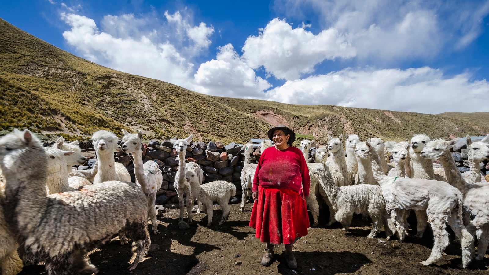 articles/2013/12/02/put-down-that-cashmere-there-s-a-new-luxury-wool-in-town/131201-alpaca-tease_girldq