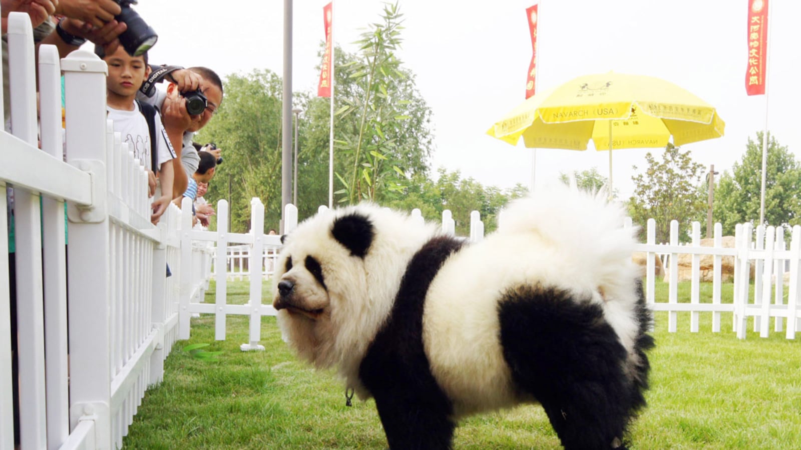 articles/2012/07/08/china-s-dog-dyeing-craze-once-shunned-pet-pooches-now-embraced/chinas-painted-dogs-liu-tease_vrhptx