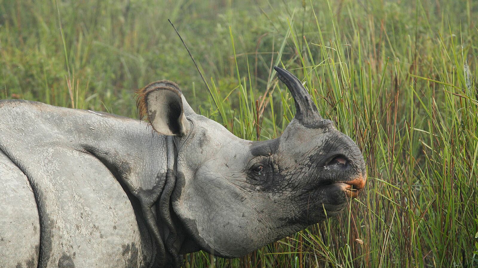 cheats/2013/03/26/armed-guards-and-drones-protect-rhinos/130326-rhino-india-cheat_vig2up