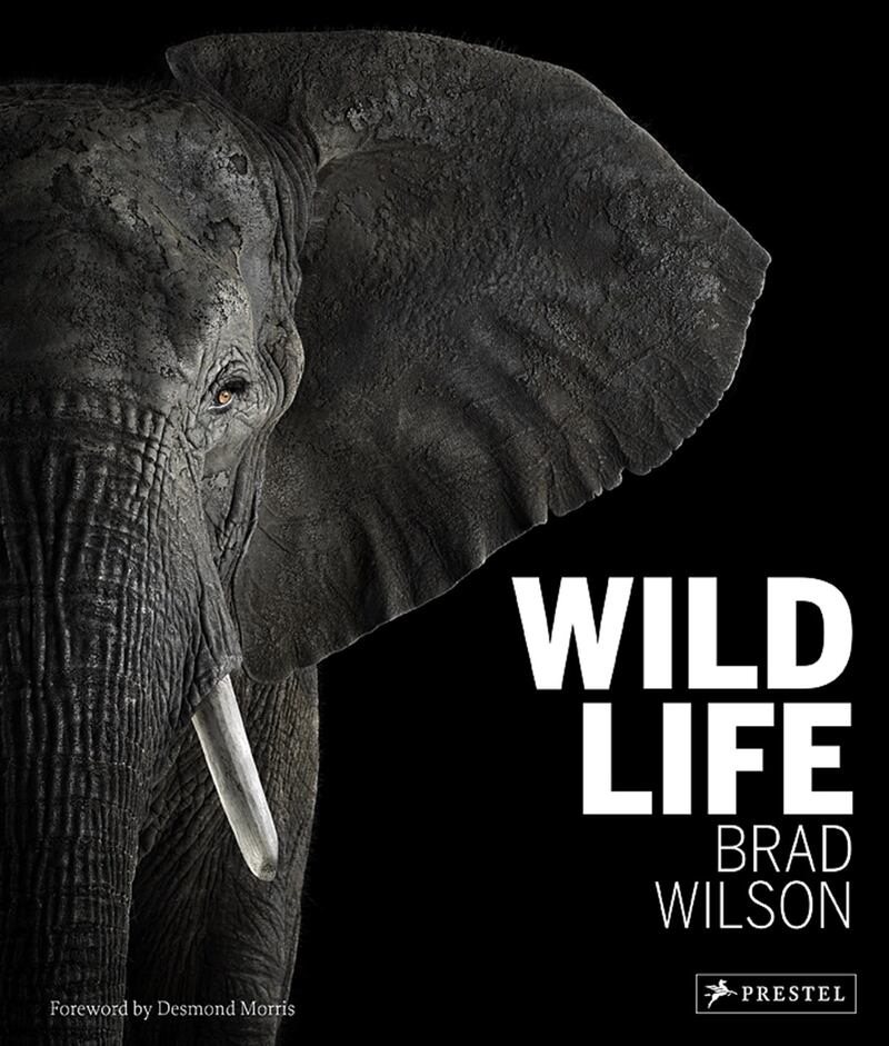 galleries/2014/08/09/when-wild-animals-pose-for-a-portrait-photos/140808-wild-cover_fqu1jk