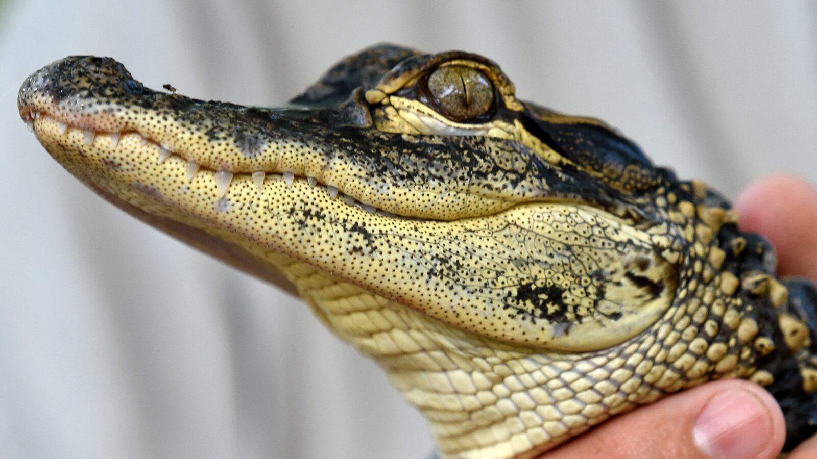 A wildlife discovery center in Florida burned down killing dozens of animals