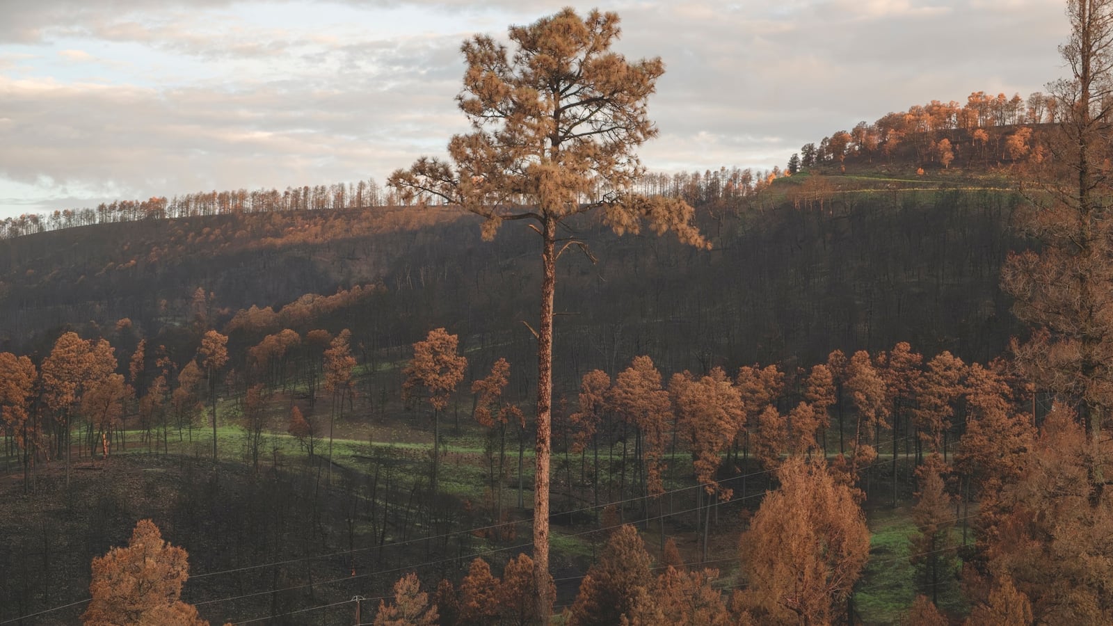 Photos from the South Fork Fire burn scar on July 18, 2024 in Ruidoso, NM.