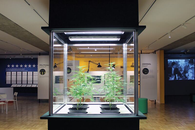 articles/2016/05/09/this-oakland-pot-exhibit-will-give-you-a-high/160508-wilson-marijuana-exhibit-embed1_sbtde5