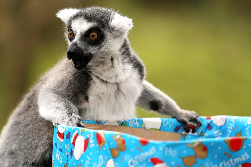 galleries/2012/12/20/santa-s-favorite-critters-animals-enjoy-holiday-gifts-photos/xmas-animals-lemur_y9eikm