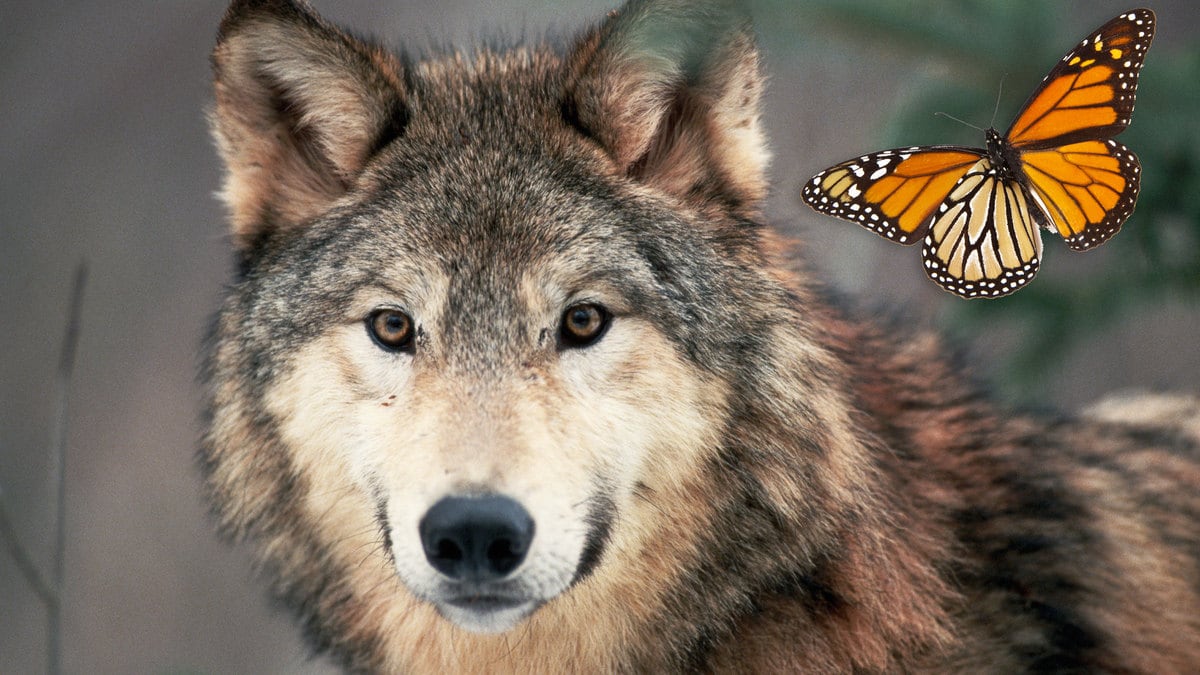 210201-Axe-Trump-doomed-species-tease_nhakhb