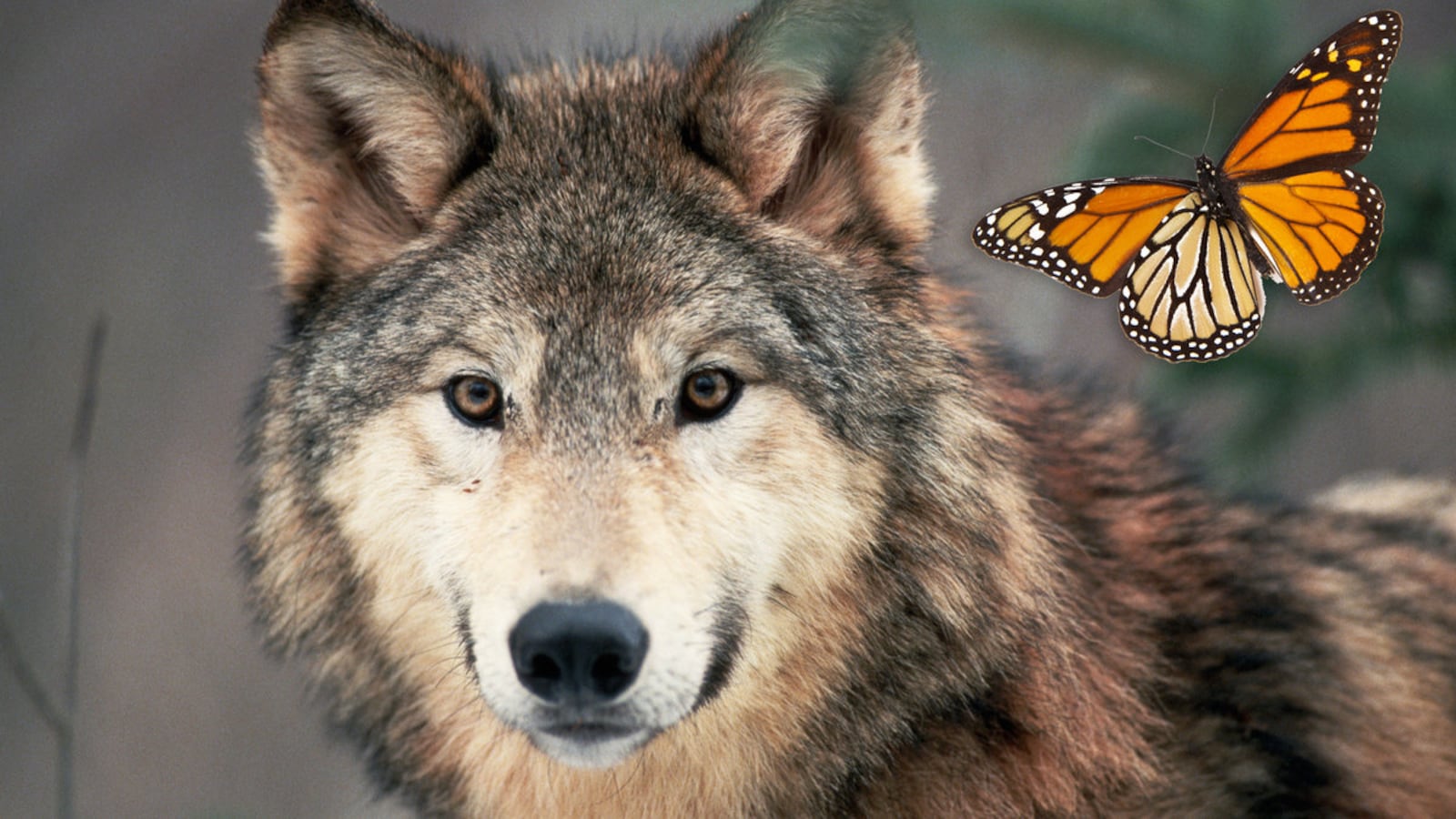 210201-Axe-Trump-doomed-species-tease_nhakhb