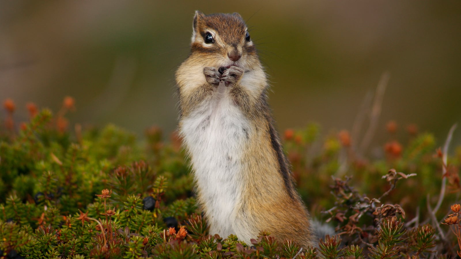 2009-09-23T120000Z_2050405086_GM1E59N1KGT01_RTRMADP_3_JAPAN_o9xdow