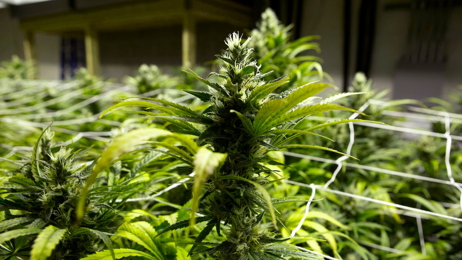 cheats/2013/04/04/poll-most-americans-want-pot-legalized/130404-weed-trees-cheat_hferyv