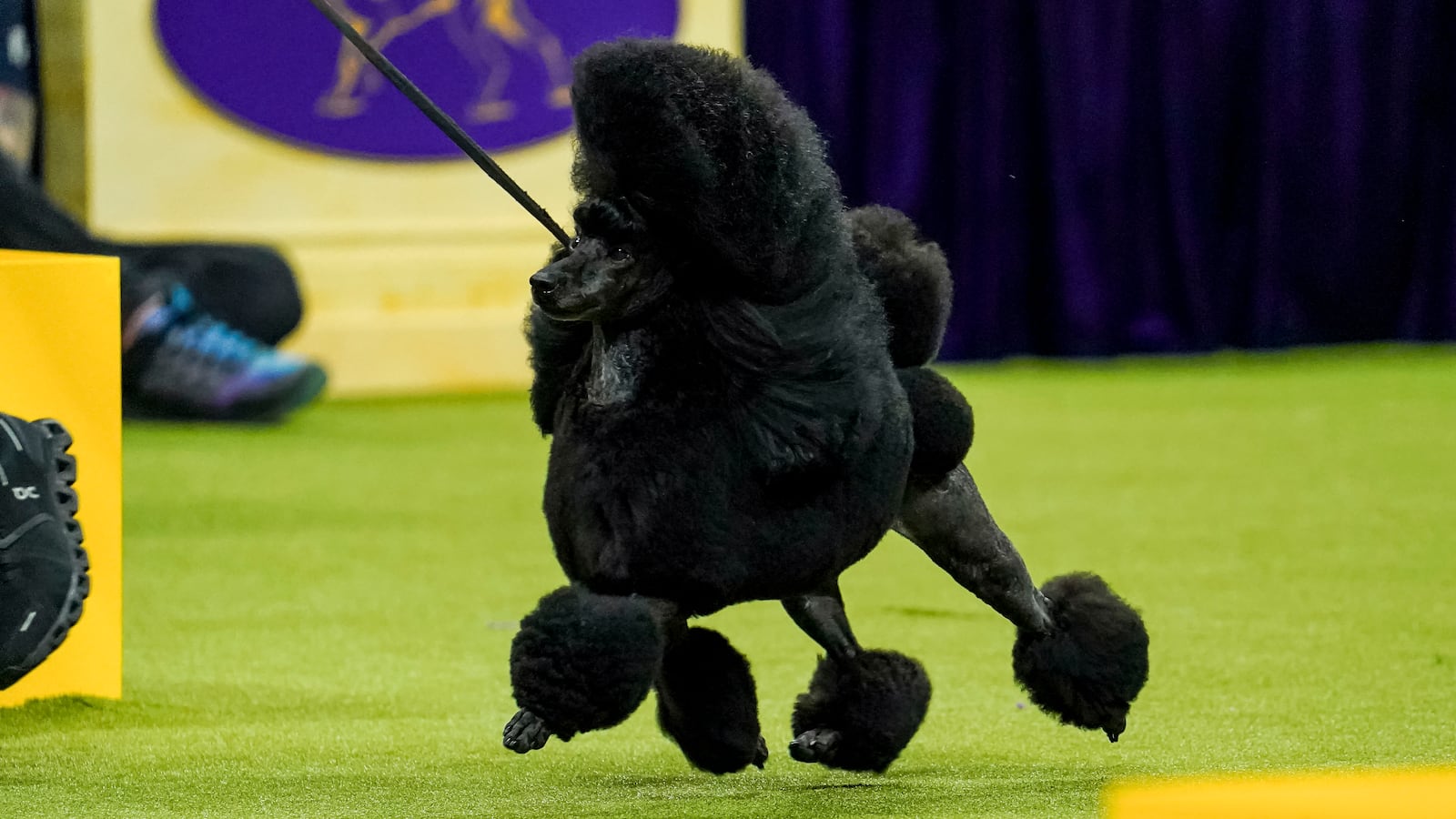 Sage the miniature poodle won Best in Show at the Westminster Kennel Club Dog Show 2024.