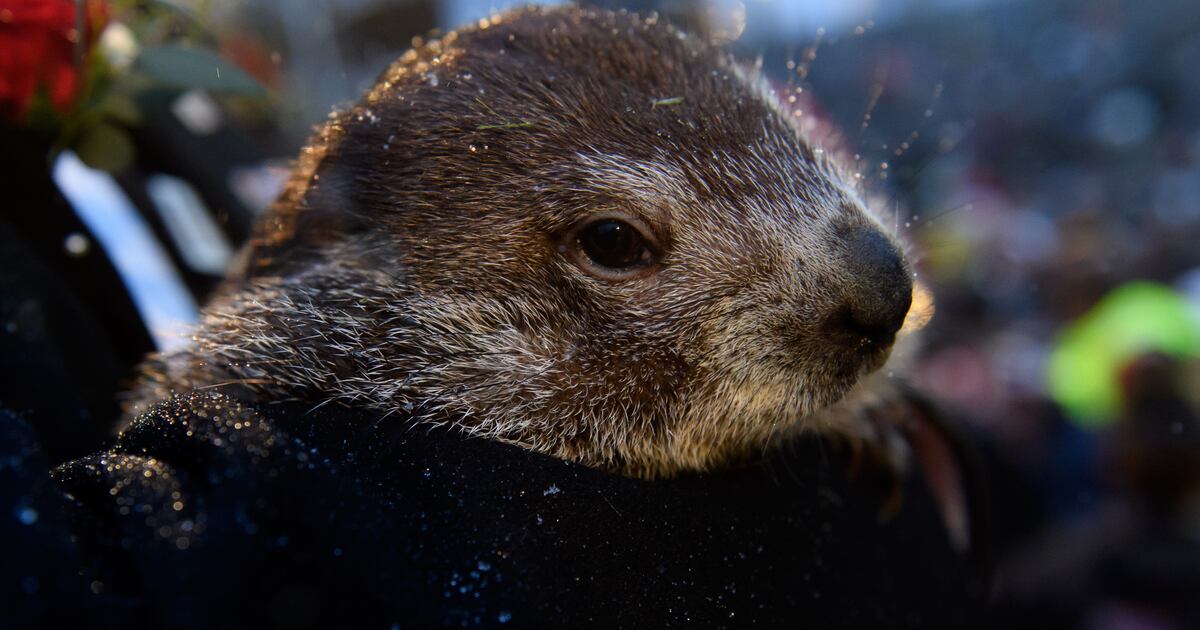 Animal Rights Group Calls to Replace Viral Groundhog With Vegan Cake