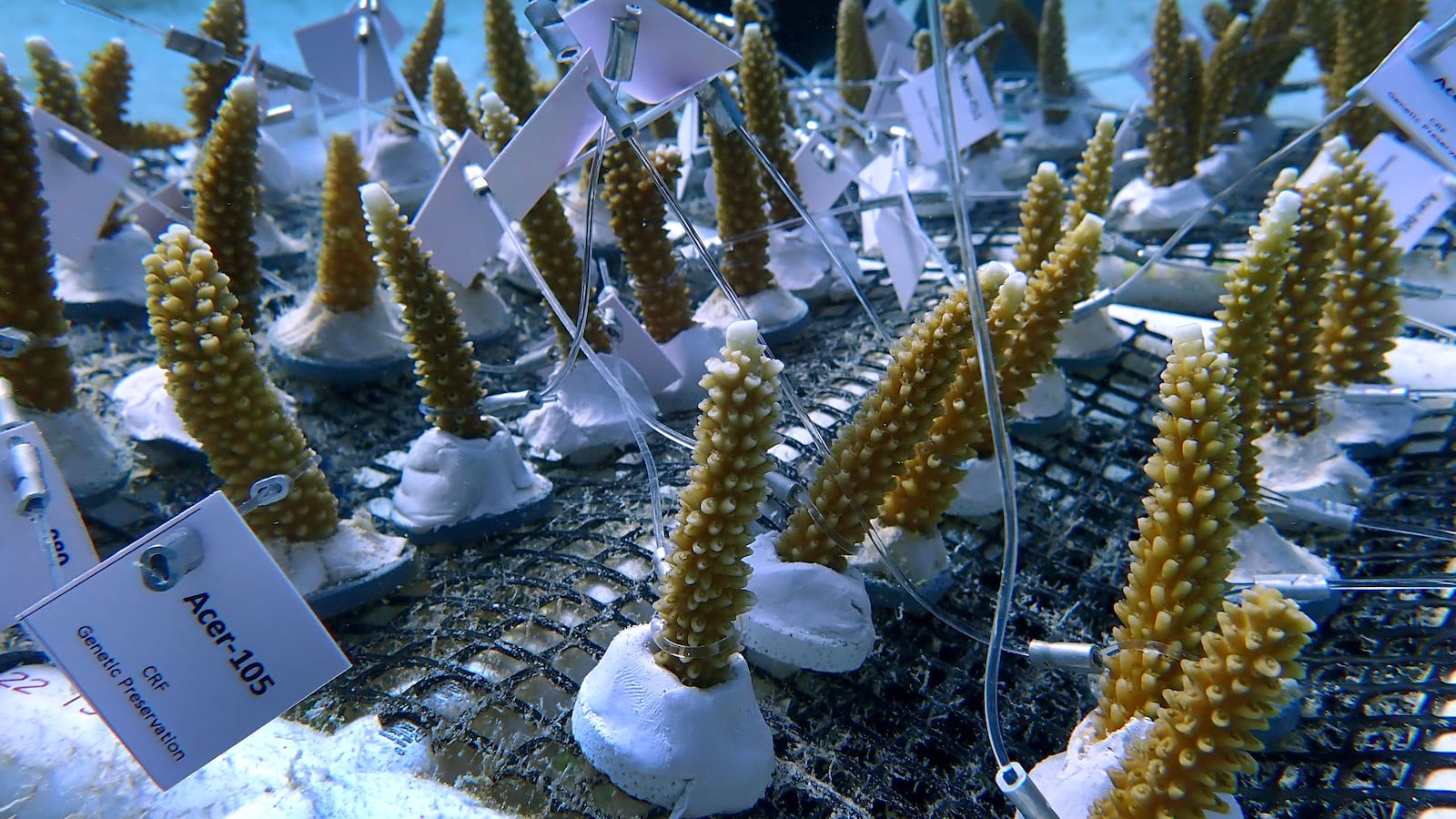 A picture of coral reef being extracted from Florida waters