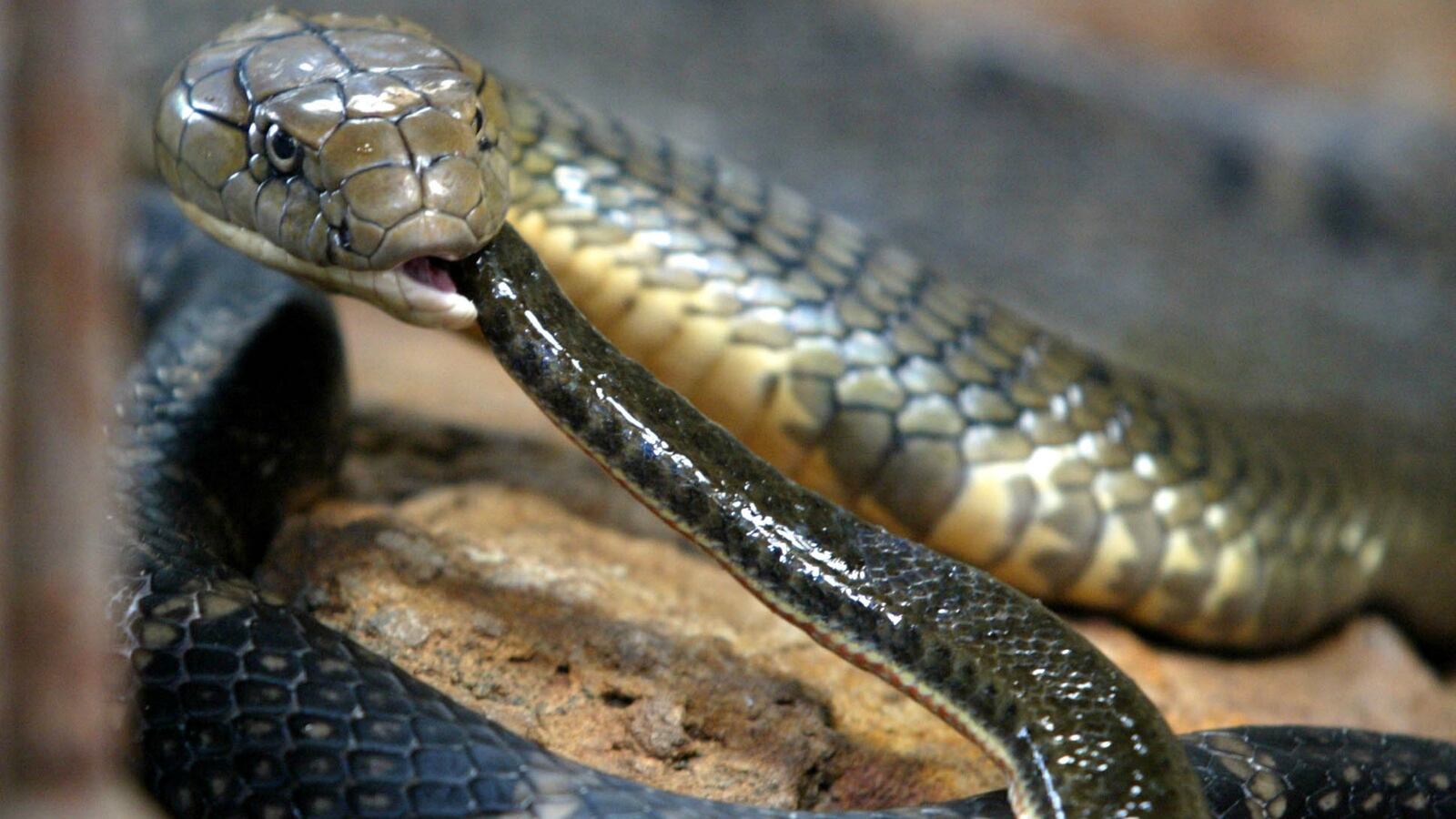 ReutersSukree_Sukplang_vjyrfh