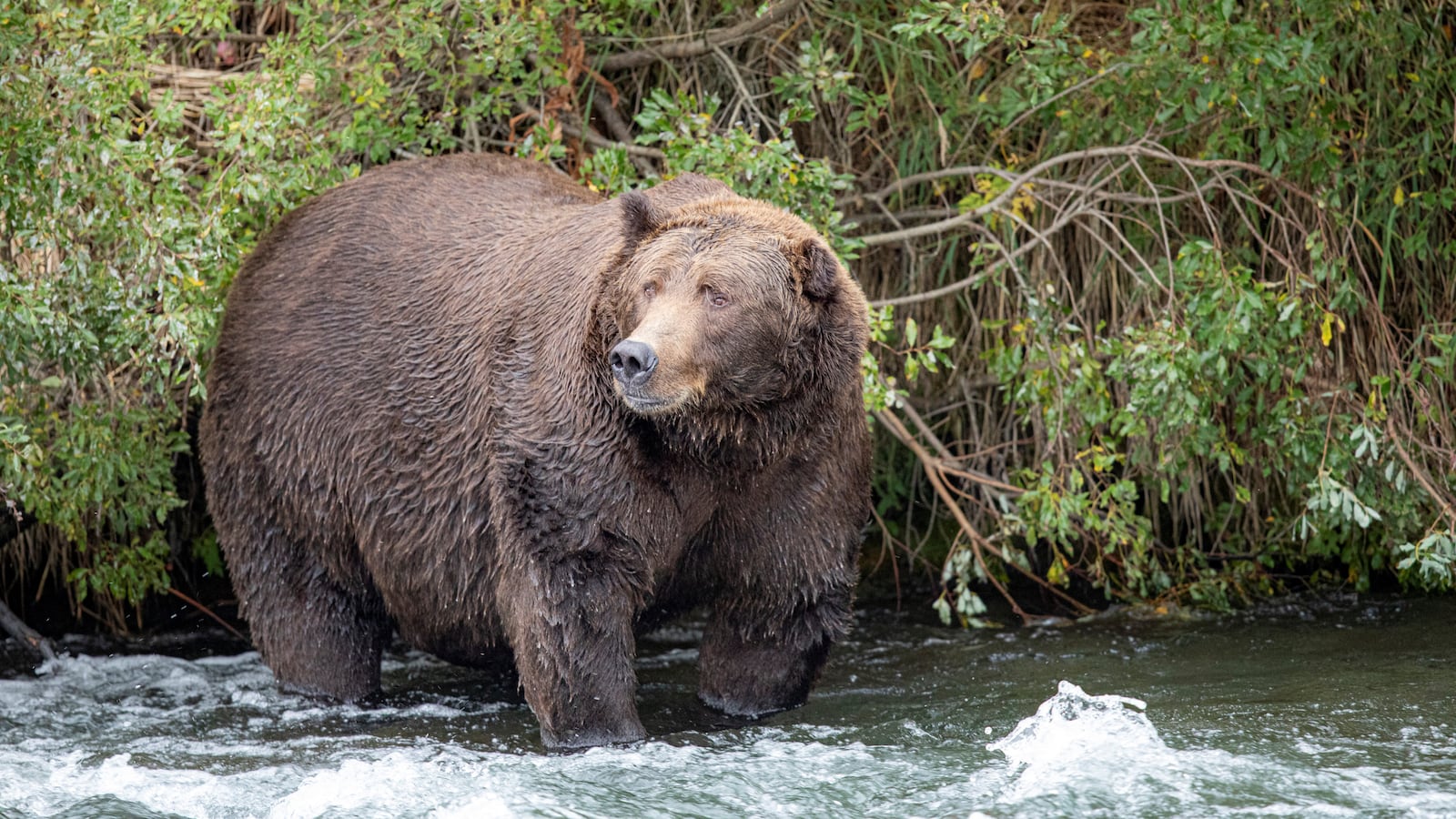 2019-10-06T173032Z_1591495737_RC19B049E400_RTRMADP_3_ALASKA-FATBEARS_qssrgq