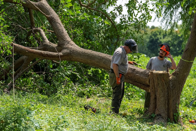 National Park Service employees stand by a freshly cut down tree ahead of possible additional renovations at East Potomac Golf Course in Washington, D.C. on August 29, 2026.