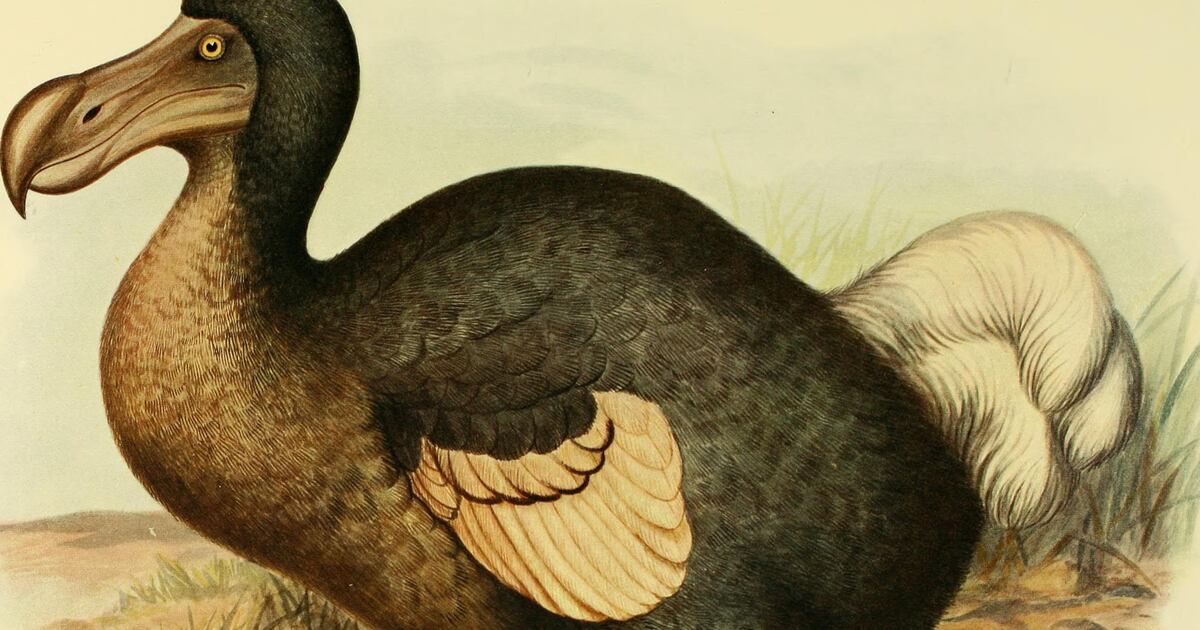 Scientists working to revive extinct dodo bird