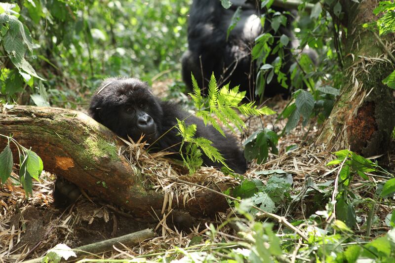 galleries/2015/06/21/the-mountain-gorillas-of-virunga-photos/150617-strochlic-gorilla8_ljblqt