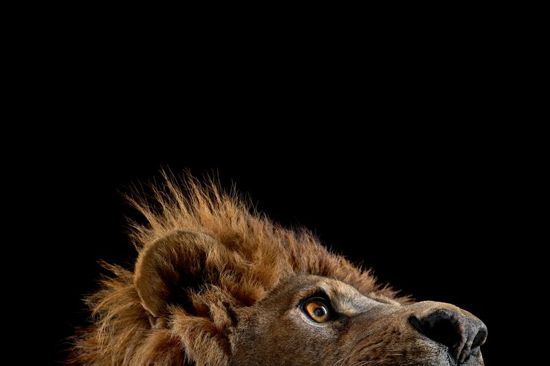 galleries/2014/08/09/when-wild-animals-pose-for-a-portrait-photos/140808-wild-lion_lwncyg