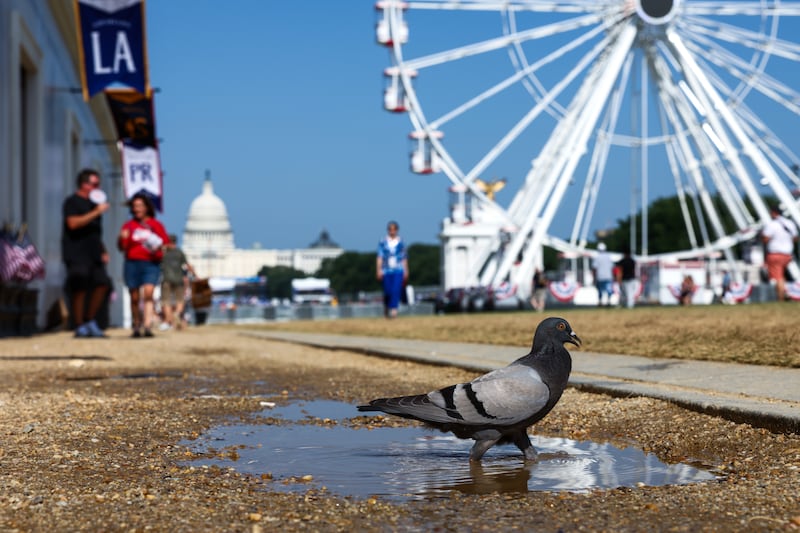 A pigeon hunts for water at The Great American State Fair as temperatures are expected to reach around 100 degrees Fahrenheit on the National Mall on July 02, 2026 in Washington, DC.