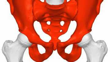 Pelvis__male__animation02_hgolfv