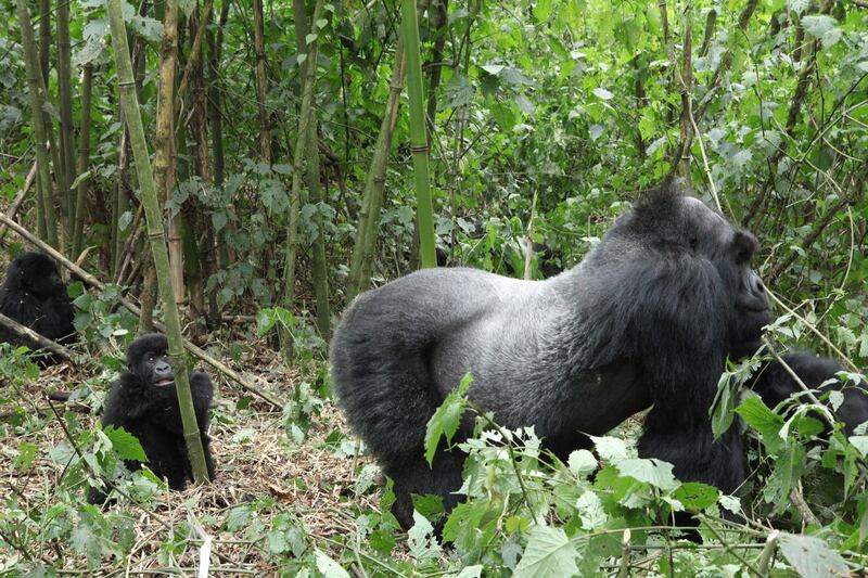 galleries/2015/06/21/the-mountain-gorillas-of-virunga-photos/150617-strochlic-gorilla11_rzmpmt