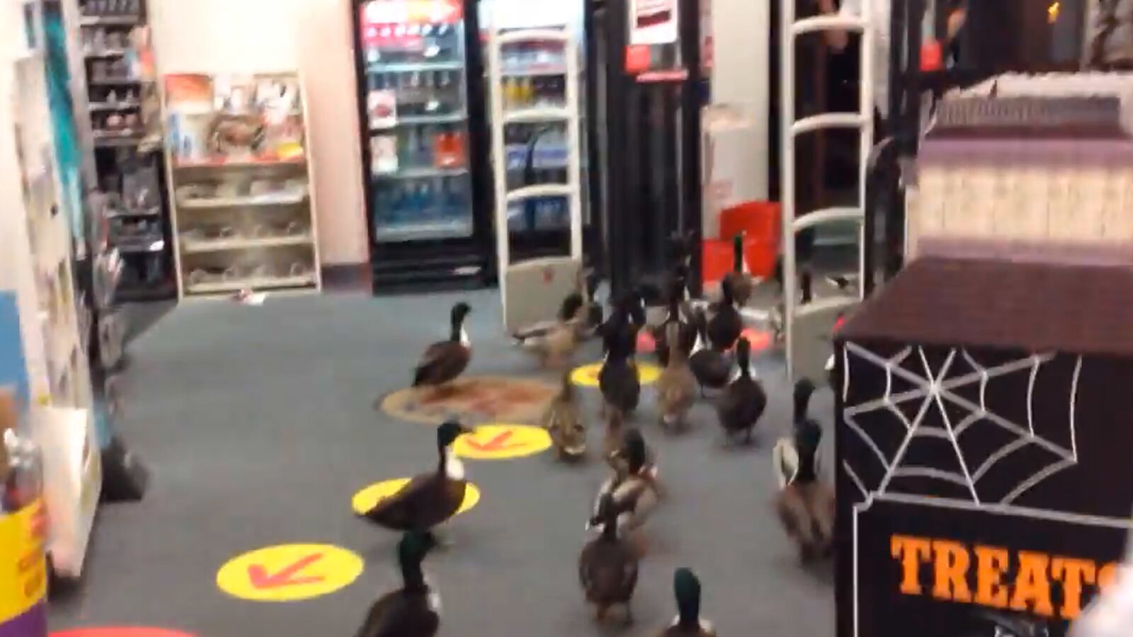 cheats/2013/11/02/so-50-ducks-walk-into-a-cvs/131031-ducks-cvs-weird-cheat_r8yps5