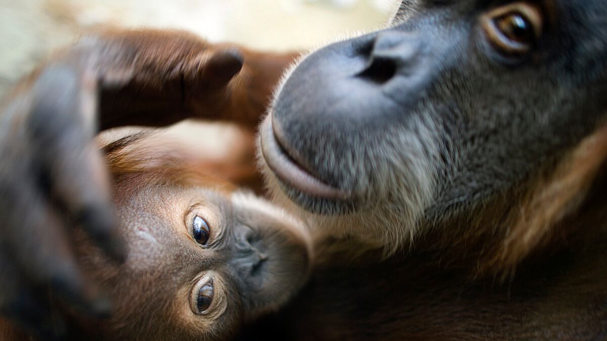 cheats/2012/12/08/woman-delivers-human-baby-at-zoo/baby-animals-and-moms-10_ycfart