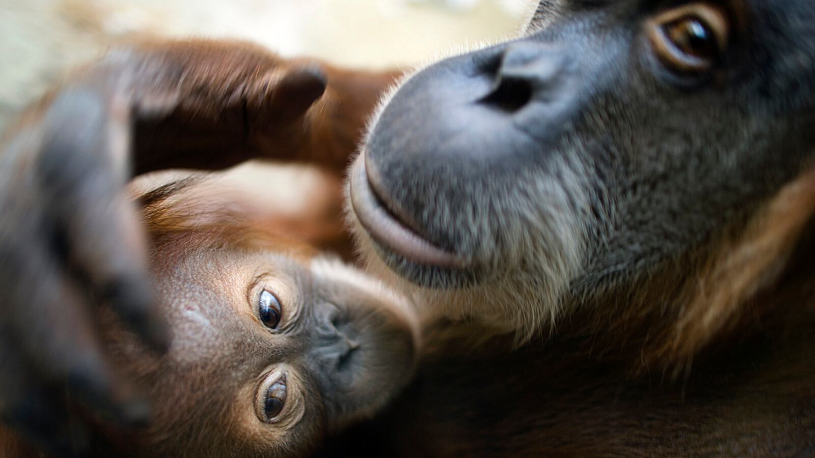 cheats/2012/12/08/woman-delivers-human-baby-at-zoo/baby-animals-and-moms-10_ycfart